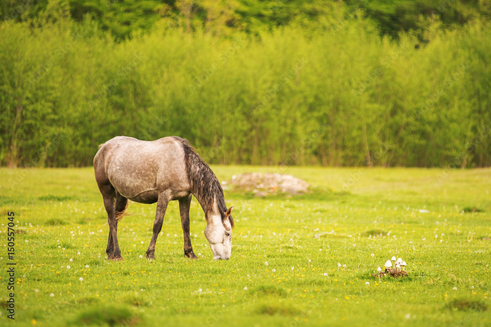 Light gray horse grazes on a green spring meadow against a background of a young forest in the setting sun Light gray horse grazes on a green spring meadow against a background of a young forest in the setting sun