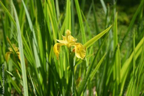 Fototapeta Naklejka Na Ścianę i Meble -  Iris des marais jaune au printemps