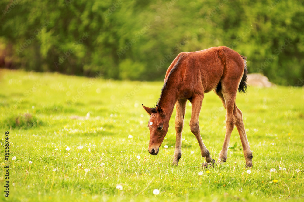 Fototapeta premium Young foal of a dark brown color is grazed on a green field against a background of a young forest in the rays of the setting sun