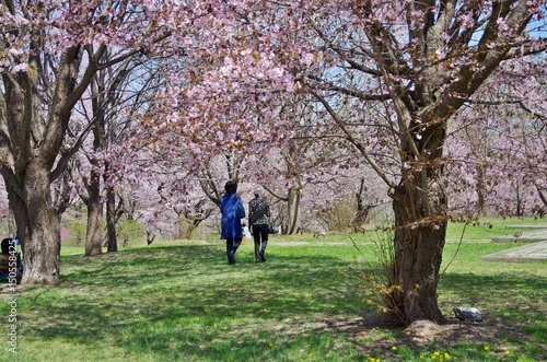 満開の桜の下で散歩する人たち