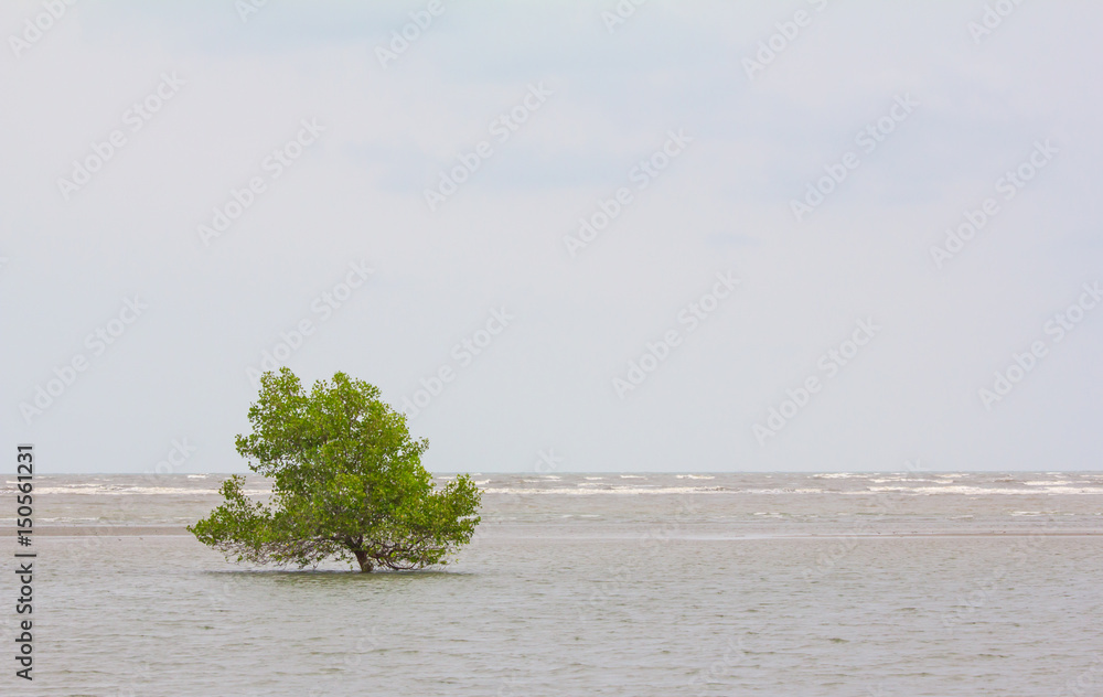 Mangroves on sea