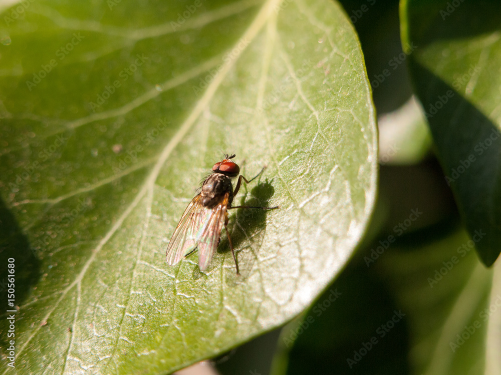medium size fly with big red eyes resting on a leaf not moving motionless outside in late afternoon spring insect medium size fly with big red eyes resting on a leaf not moving motionless outside in late afternoon spring insect