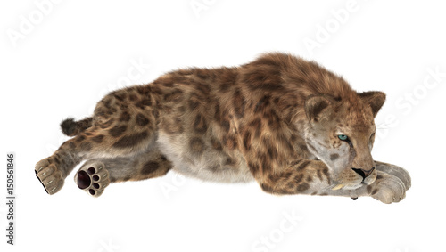 Fototapeta Naklejka Na Ścianę i Meble -  3D Rendering Saber Tooth Tiger on White