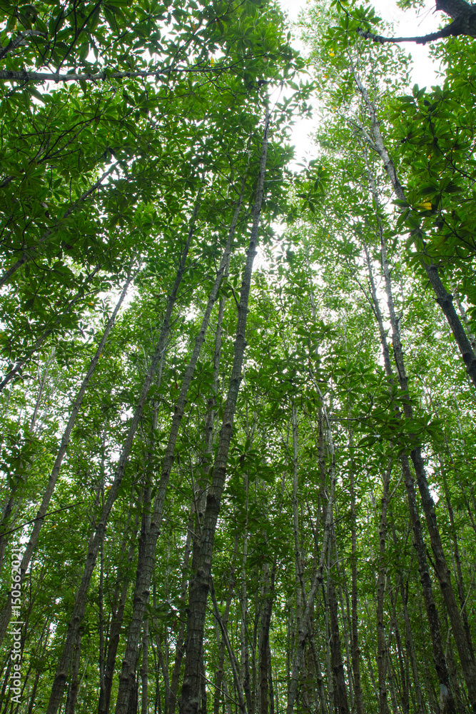look up on top tree look up on top tree