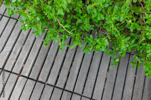 Wooden plank in the garden