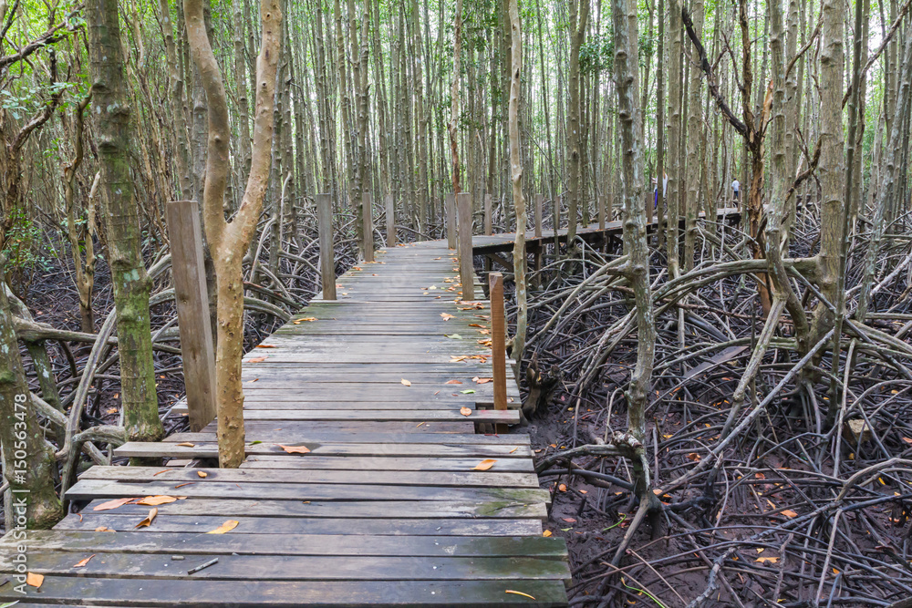 Obraz premium wood bridge in Mangrove forest