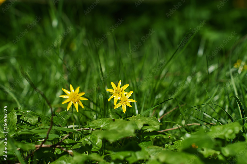Three yellow flowers