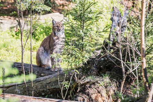 Euroasian lynx in the park in eastern germany, european wild cats, animals in european forests, lynx lynx