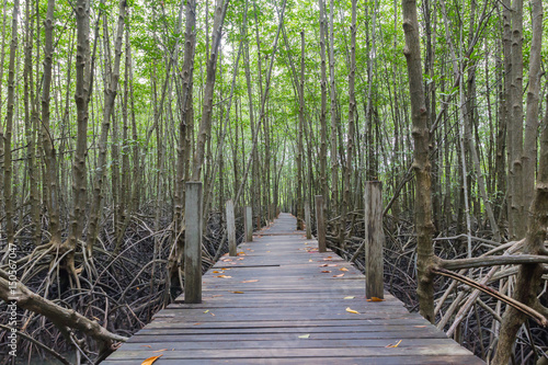the path way to Mangrove forest