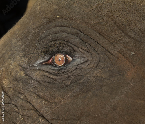 Elephants Eye