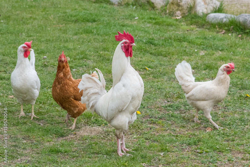 Fototapeta premium Höns