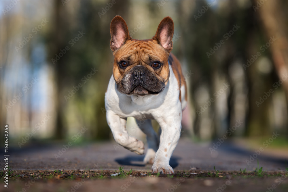 french bulldog dog walking in a park