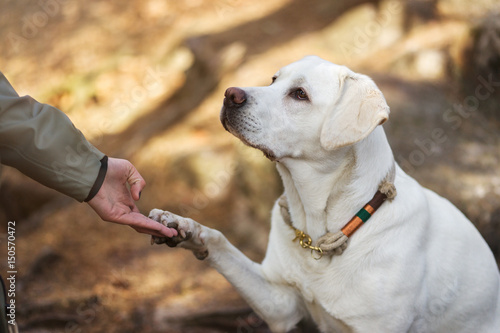 Fototapeta Naklejka Na Ścianę i Meble -  Labrador Retriever Welpe und junge Frau geben sich die Hand und Pfote