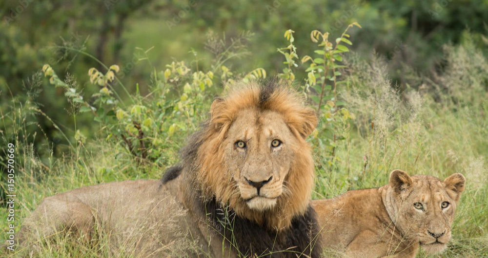 Lion in the grass