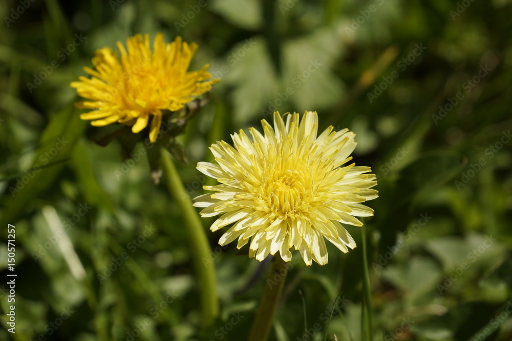 Löwenzahnblüten mit Farbvariationen in gelb, Nahaufnahme Löwenzahnblüten mit Farbvariationen in gelb, Nahaufnahme