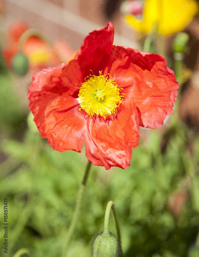 Red and yellow poppy, Spring season
