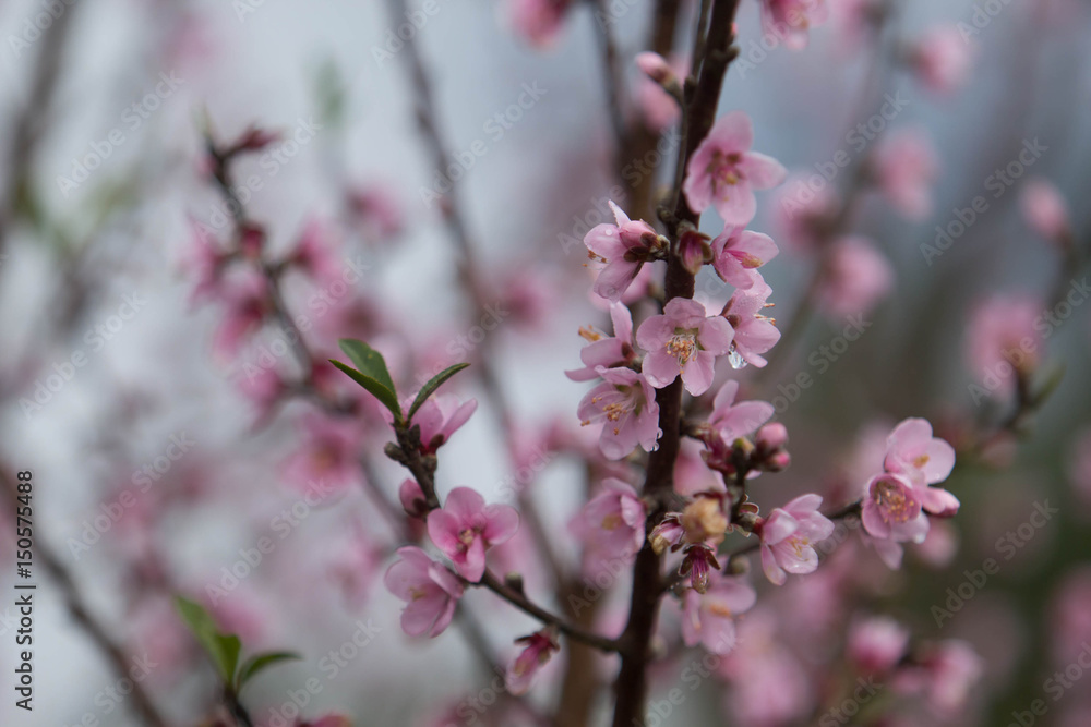 Pink Cherry Blossom Flowers Blooming Pink Cherry Blossom Flowers Blooming