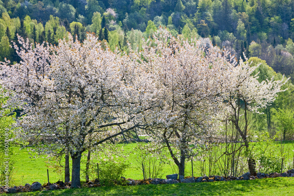 Naklejka premium Blooming cherry tree