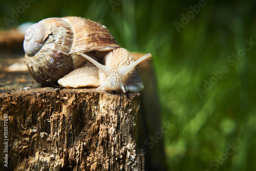 Burgundy snail  Helix  Roman snail  edible snail  escargot  crawling on its old wood.