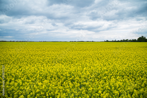 Fototapeta Naklejka Na Ścianę i Meble -  canola field blooming with yellow and green with the horizon line and the sky
