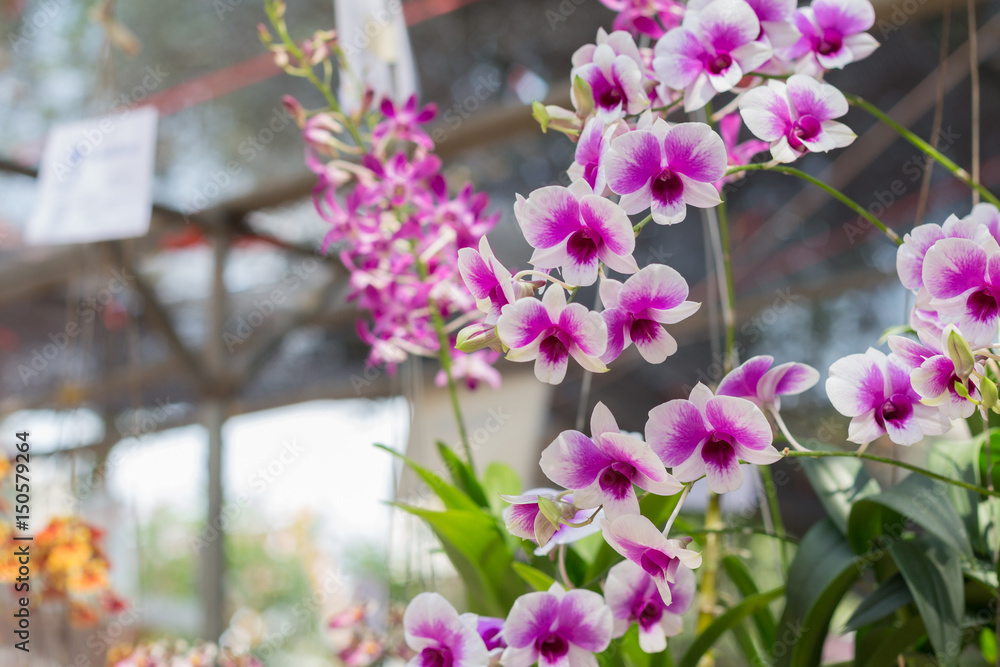 Fototapeta premium orchid flowers with leaves