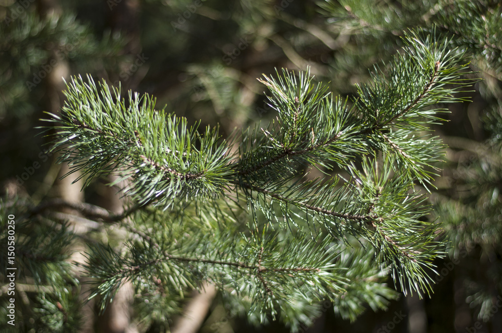 Green branch Green branch