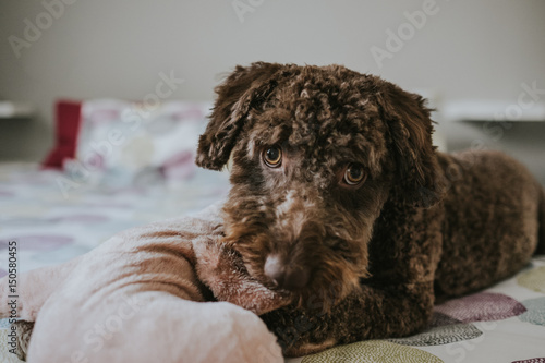 Brown Spanish Water Dog with lovely faces and big brown eyes lying on the bed. Indoor portrait