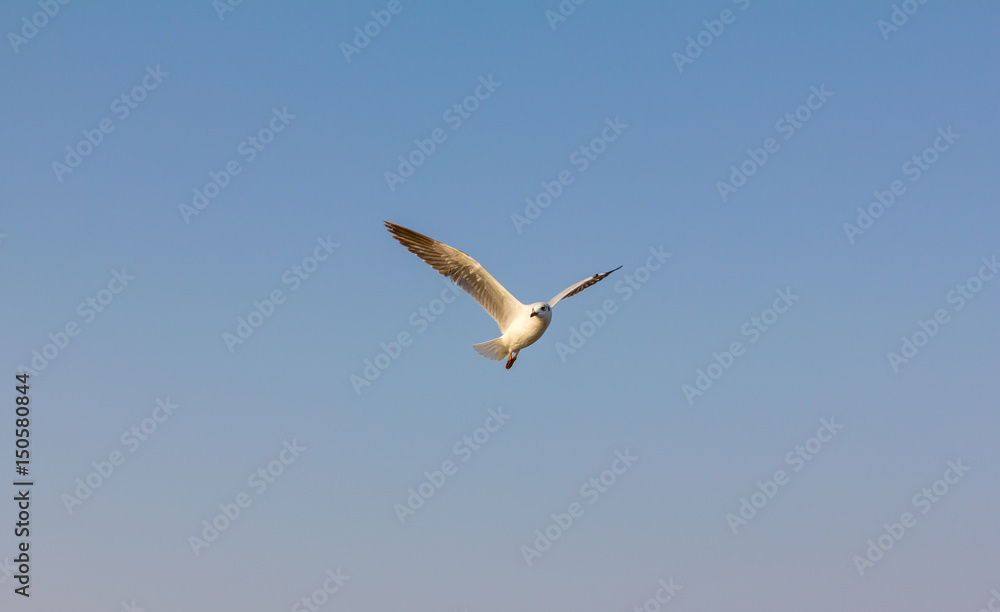 one seagull fly on sky at Thailand