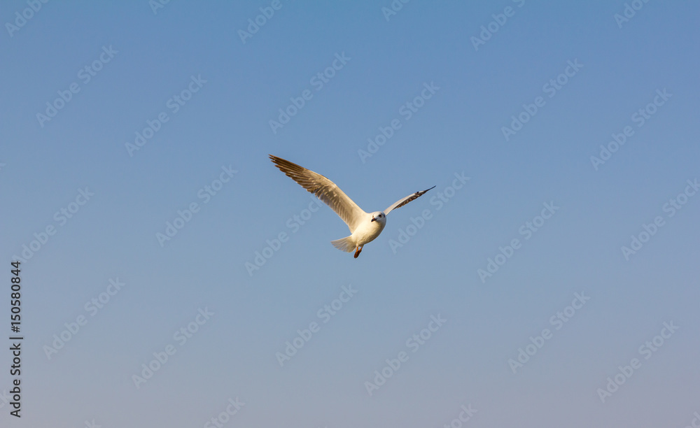one seagull fly on sky at Thailand one seagull fly on sky at Thailand