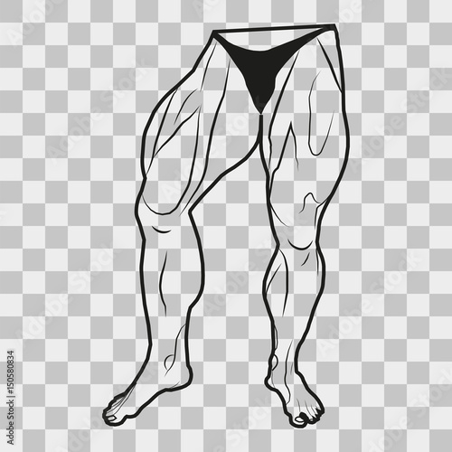 Vector image lower body man. The muscles of the legs on a transparent background