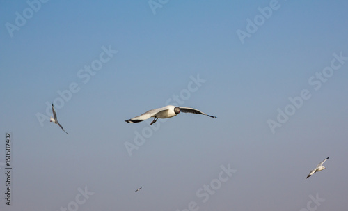 seagull fly on the sky at samutprakarn Thailand