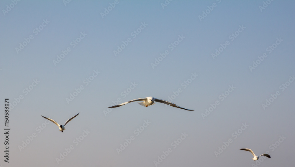 Obraz premium seagull fly
