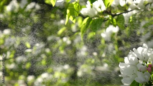 Pear flowers are spraying by water in slow motion against blooming trees.
