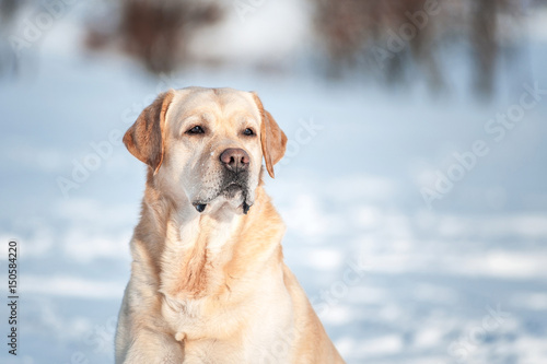 Portrait of the yellow labrador in winter