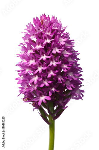 Wild Pyramidal Orchid isolated over white - Anacamptis pyramidalis