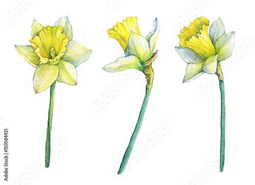Fényképezés Narcissus (common names daffodil), flowering plant with yellow flowers