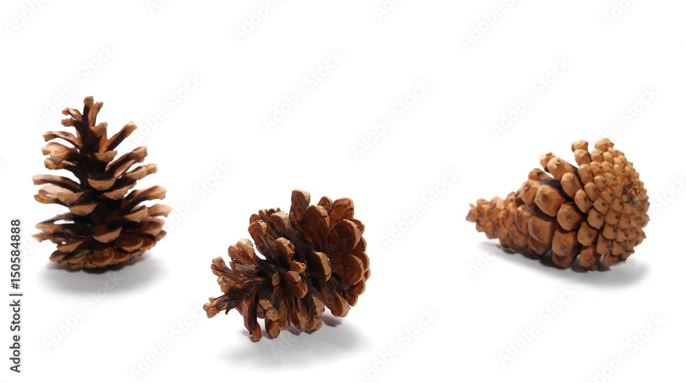 Pine cones isolated on white background Pine cones isolated on white background