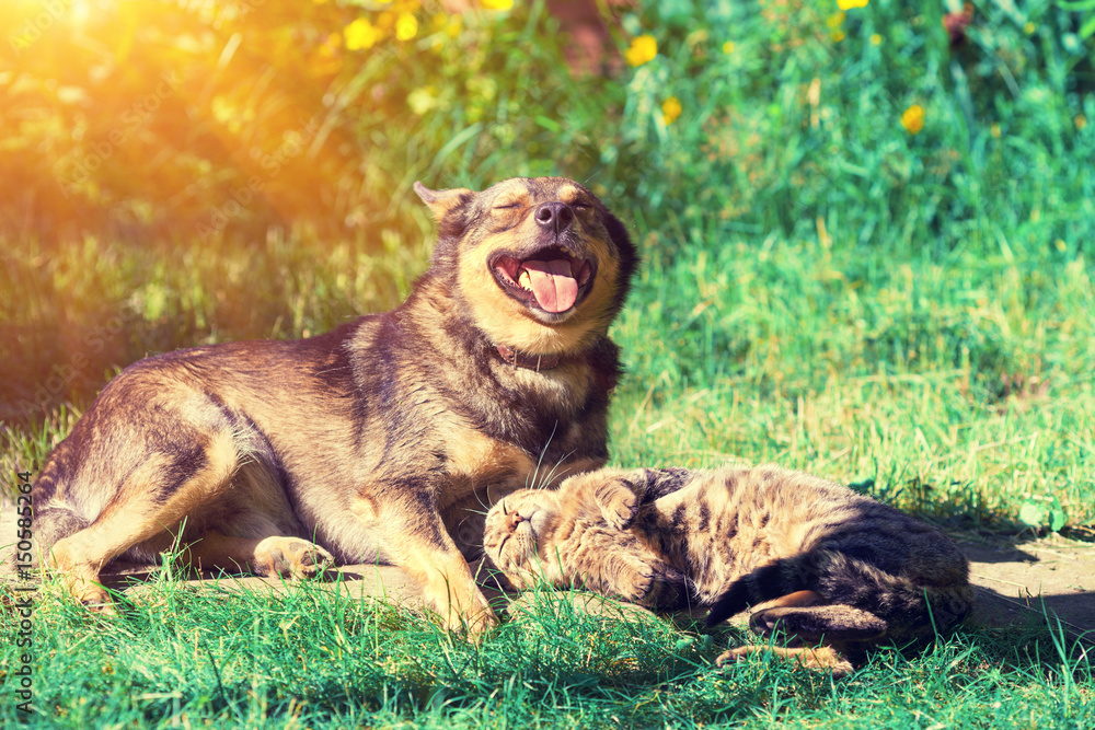 Dog and cat best friends playing together outdoor. Lying on the grass together.