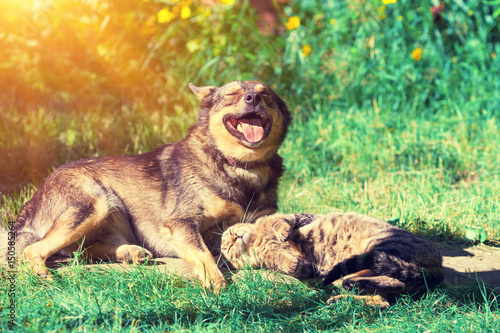 Obraz na płótnie Dog and cat best friends playing together outdoor. Lying on the grass together. w salonie