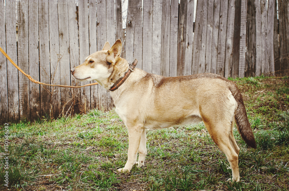Beige mongrel dog on a leash stands on the grass. Beige mongrel dog on a leash stands on the grass.