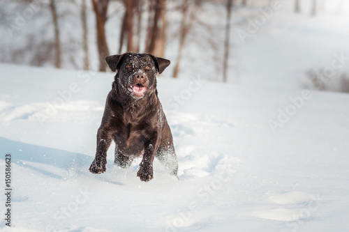 Running brown happy labrador in winter