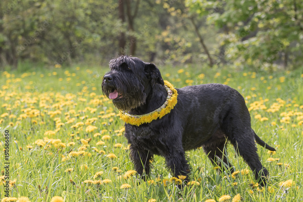 Giant Black Schnauzer Dog with a wreath of dandelion on the neck is standing at the blossoming dandelion meadow. Horizontally. 