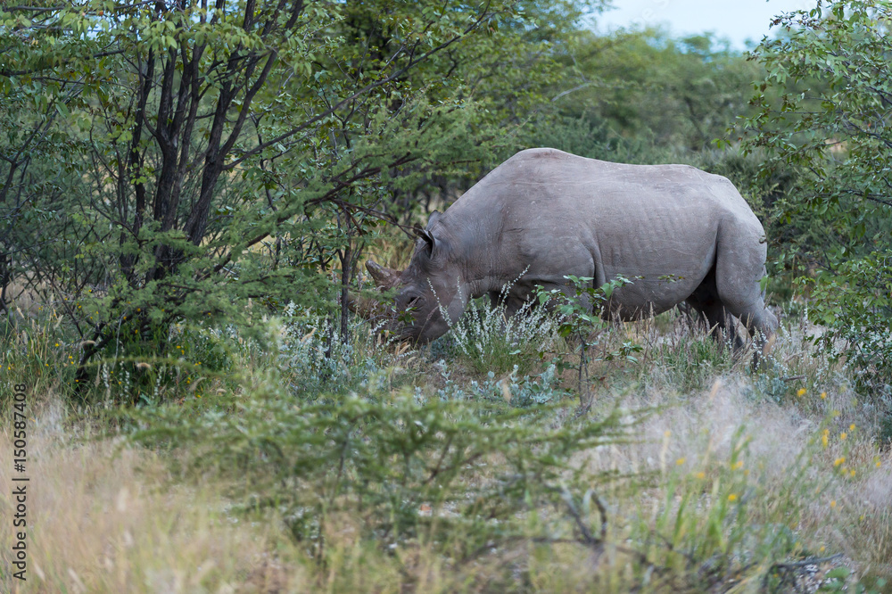 Fototapeta premium Black Rhino