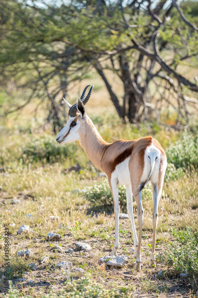 Springbok Springbok