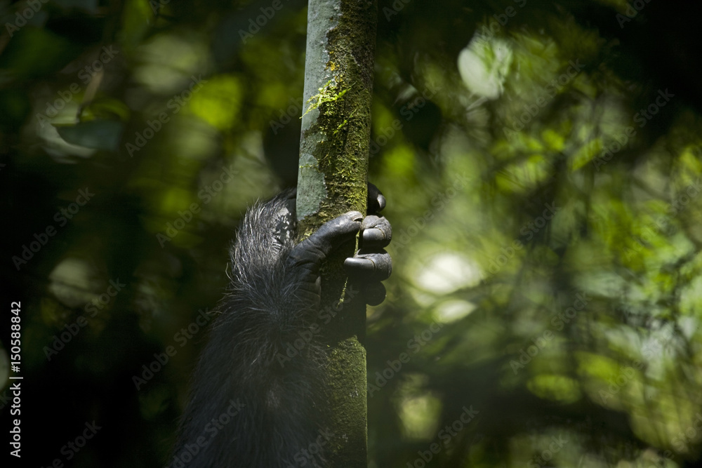 Africa, Uganda, Kibale National Park, Ngogo Chimpanzee Project. Hand of
