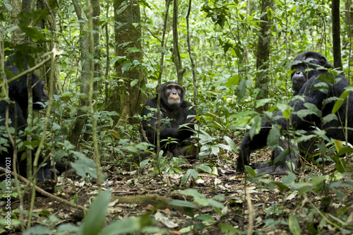 Africa, Uganda, Kibale National Park, Ngogo Chimpanzee Project. Part of a territorial patrol group, male chimpanzees listen silently in the vegetation near a border with a neighboring community. photo