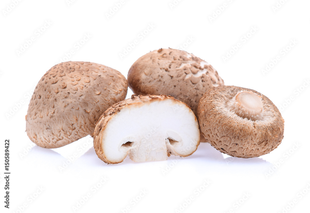 Shiitake Mushrooms isolated on white background Shiitake Mushrooms isolated on white background