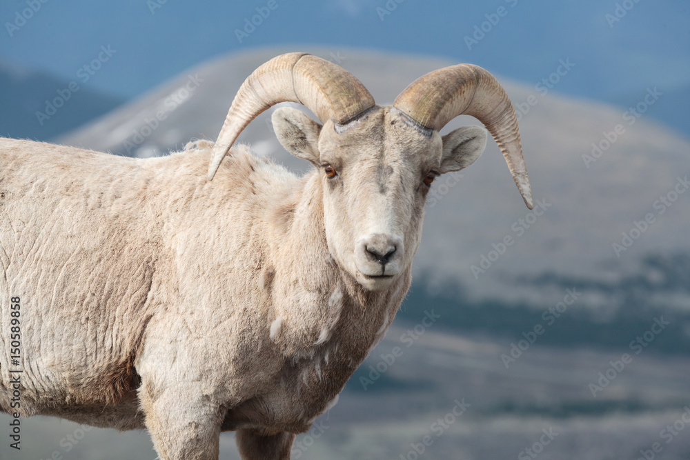 Naklejka premium Colorado Rocky Mountain Bighorn Sheep