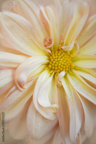 USA, Maine, Harpswell. Dahlia detail. Credit as: Kathleen Clemons / Jaynes Gallery / DanitaDelimont.com photo