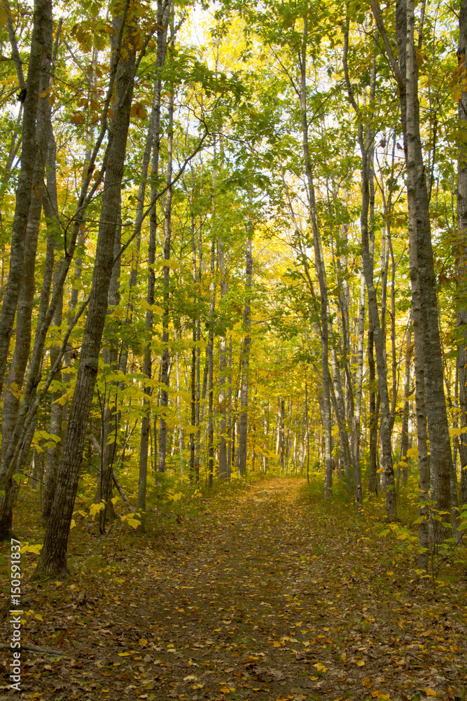 Autumn path, Maquoit Bay Conservation Land, Brunswick, Maine, USA Stock